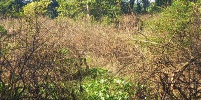 পুঁজি হারিয়ে নিঃস্ব চাষিরা