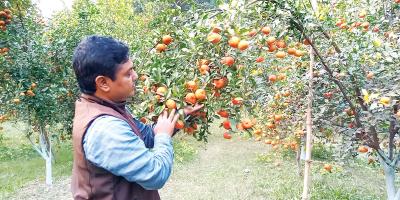 কমলা চাষে সফল উদ্যোক্তা ইমরান