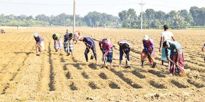 বীজ-সারসংকটে আলু চাষে শঙ্কা