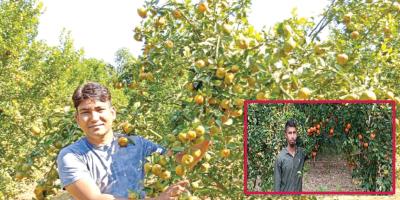 কমলা চাষে দুই যুবকের বাজিমাত