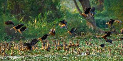 নোবিপ্রবিতে মুগ্ধতা ছড়াচ্ছে অতিথি পাখি