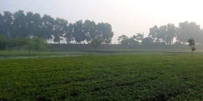 আবহাওয়ার পূর্বাভাস: মৃদু শৈত্যপ্রবাহ অব্যাহত থাকতে পারে