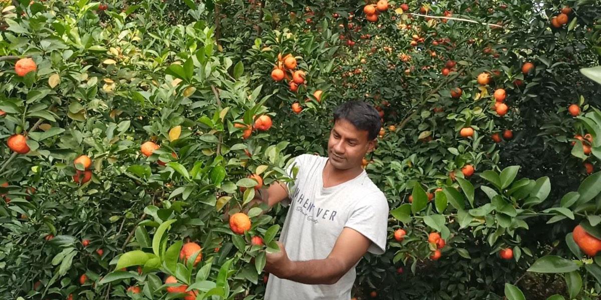 কমলা চাষ করে দুই উদ্যোক্তার সাফল্য