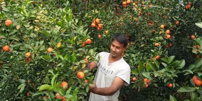 কমলা চাষ করে দুই উদ্যোক্তার সাফল্য
