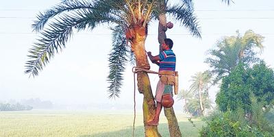 কুষ্টিয়ায় খেজুর রস থেকে ৪০ লাখ টাকা আয়ের আশা