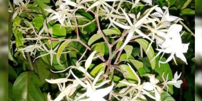 হাওয়ায় দোলে মালতীলতা