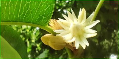 পৌষেও ফুটেছে বকুল