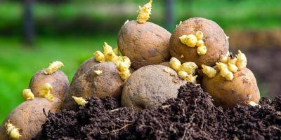 আলুবীজ সংকটে শঙ্কায় কৃষক