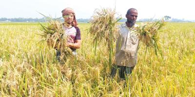 বন্যার পরও ভালো ফলন কৃষকের মুখে হাসি