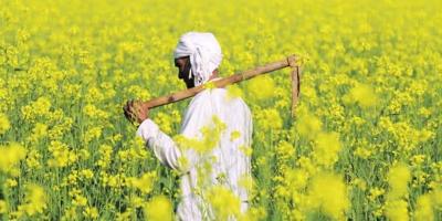 নতুন প্রযুক্তি ব্যবহার করে সফলভাবে সরিষা চাষ