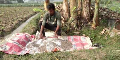 মেহেরপুরে সরকারি দামে মিলছে না সার