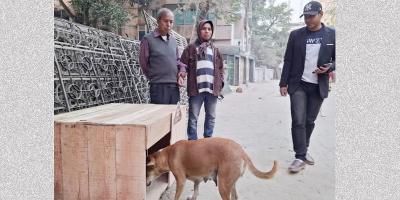 নিরাশ্রয় কুকুরের নিরাপদ আশ্রয়