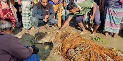 মাছ ধরার জালে ১১ ফুট লম্বা কুমির