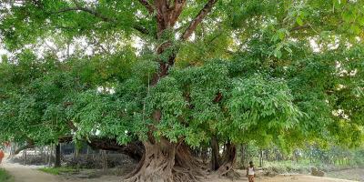 তারাকান্দার মন পবনের গাছ