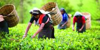 ঘুরে আসুন লাক্কাতুরা চা বাগান