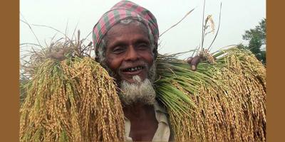 লালমনিরহাটে ধানের দামে কৃষক খুশি