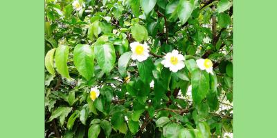 গাছের নাম ডিম ভাজা
