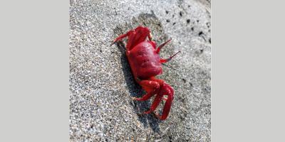 সুন্দরবনে কাঁকড়া শিকারে নিষেধাজ্ঞা