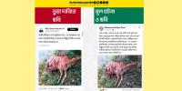 আ.লীগ সরকারের আমলের ঘটনা অন্তর্বর্তী সরকারের সময়ের বলে অপপ্রচার