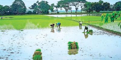 শ্রমিকের অভাবে বোরো ধান চাষ ব্যাহত