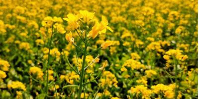 বাড়ছে সরিষা চাষ, লাভবান কৃষক