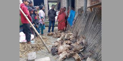 ইনজেকশন দেওয়ার ২৪ ঘণ্টায় মরল ৩০০ হাঁস