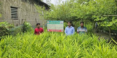 নাটোরে আদা চাষে লাভবান হচ্ছেন কৃষকরা