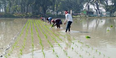 খোকসায় বোরো চাষে লক্ষ্যমাত্রা ছাড়াবে