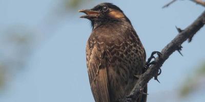 পোষা পাখির যত্নের টিপস