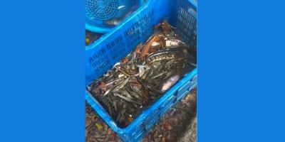 মুক্ত জলাশয়ে কমছে দেশি মাছ