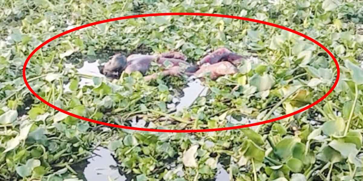 চাঁদপুরে নদী থেকে অজ্ঞাত ব্যক্তির মরদেহ উদ্ধার
