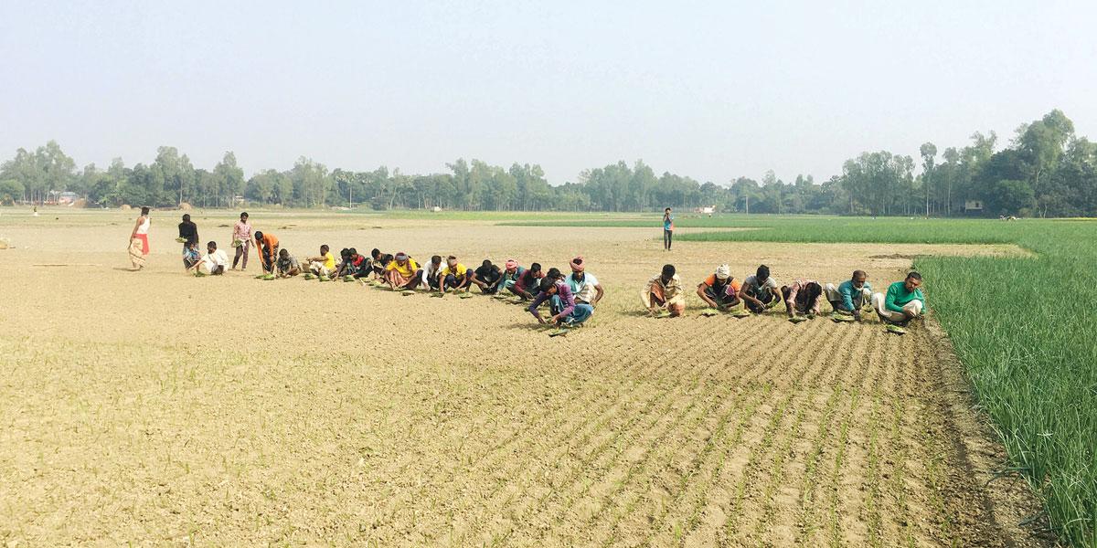 পেঁয়াজ রোপণ করছে শিক্ষার্থীরা