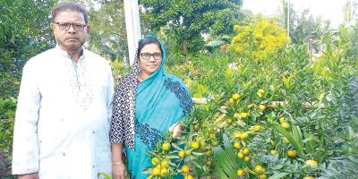কমলা চাষে সাড়া ফেলেছেন শিক্ষক দম্পতি