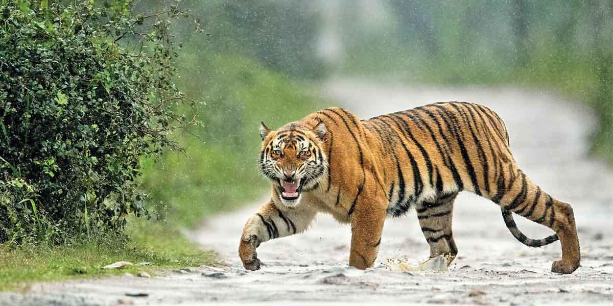 হিংস্র প্রাণী বাঘ