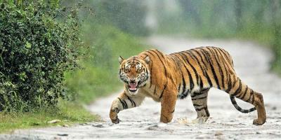 হিংস্র প্রাণী বাঘ