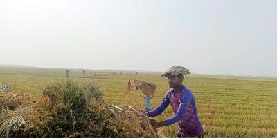 কৃষকদের কাছ থেকে ধান সংগ্রহ এখনো কাগজে-কলমেই