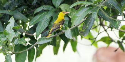অপরূপা সোনাবউ