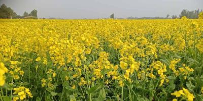 জয়পুরহাটে কমেছে সরিষার আবাদ