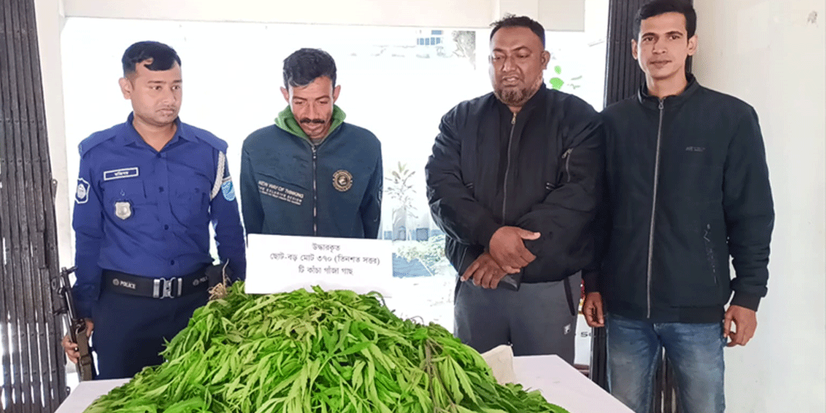 পাংশায় ৩৭০ গাঁজা গাছসহ গ্রেপ্তার ১