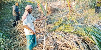 লাভজনক হওয়ায় বেড়েছে আখ চাষ