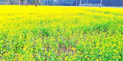 রিলে পদ্ধতিতে সরিষা চাষ