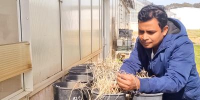 বাংলাদেশে কৃষি ব্যবস্থাপনায় বড় চ্যালেঞ্জ আগাছা