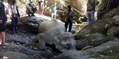 টেকনাফ পাহাড়ে বন্য হাতির মৃত্যু