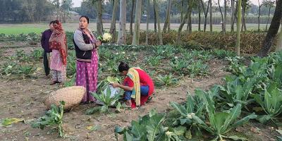 দাম কমে যাওয়ায় খেতেই পচছে ফুলকপি