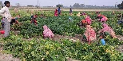 আলুর ন্যায্য দাম না পেয়ে হতাশ কৃষক