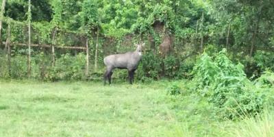 পালিয়ে যাওয়া নীলগাইকে ধরতে ৩ জেলায় অভিযান