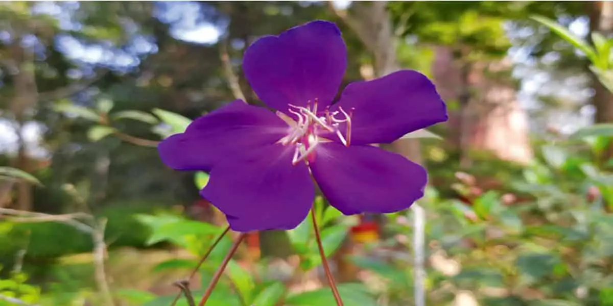 সৌন্দর্যে অনন্য বেগমবাহার