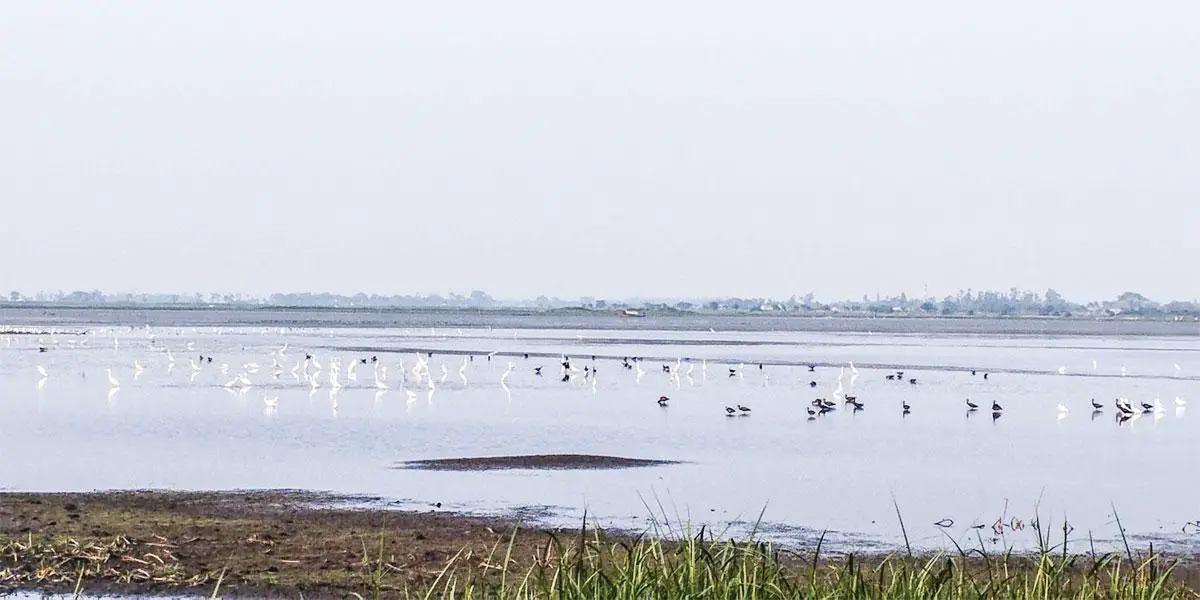 পাখি রাজ্যে পাখি কম