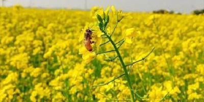 লক্ষ্যমাত্রার চেয়ে বেশি সরিষা চাষ
