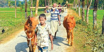 ঘোড়া দিয়ে হালচাষ